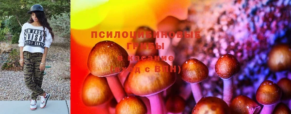 ПСИЛОЦИБИНОВЫЕ ГРИБЫ Вязники